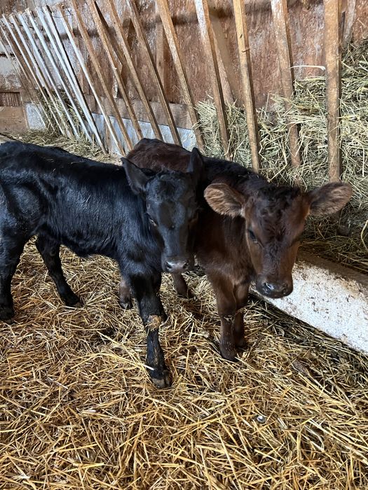 Aduc vitei pe comanda in toata roamnia