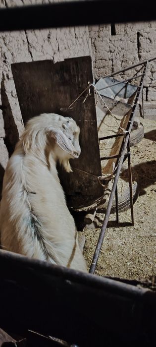 асыл тұқымды альпийски текелер