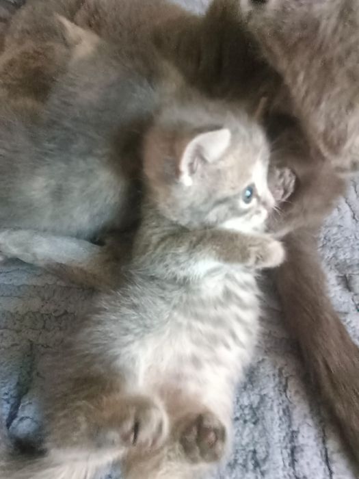 Продам срочно котят