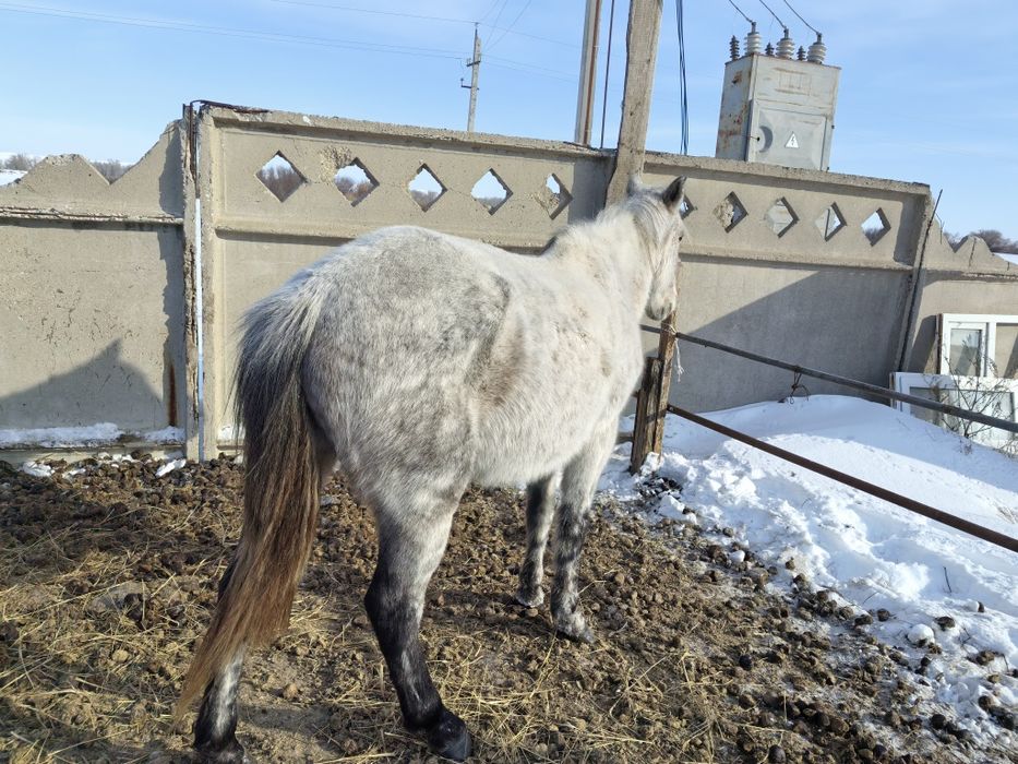 Бие 2-туған, тұрқы биік, жас мал. Қурайлыда