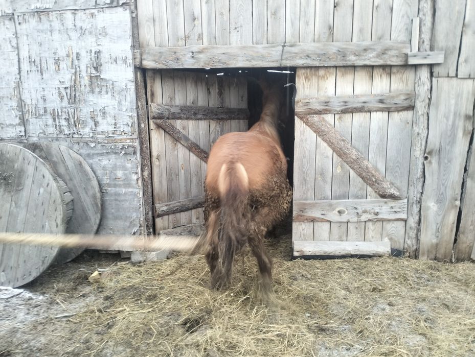 Тай сатамын жемде тұр