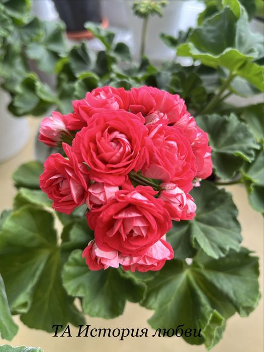 Продам черенки и стартеры сортовых пеларгоний