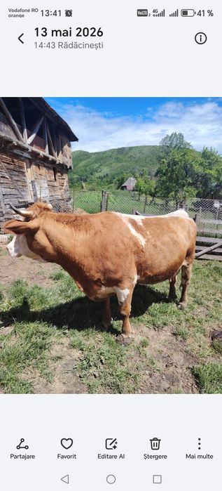 vând vacă tânără 5 ani jumate , Jud Vâlcea