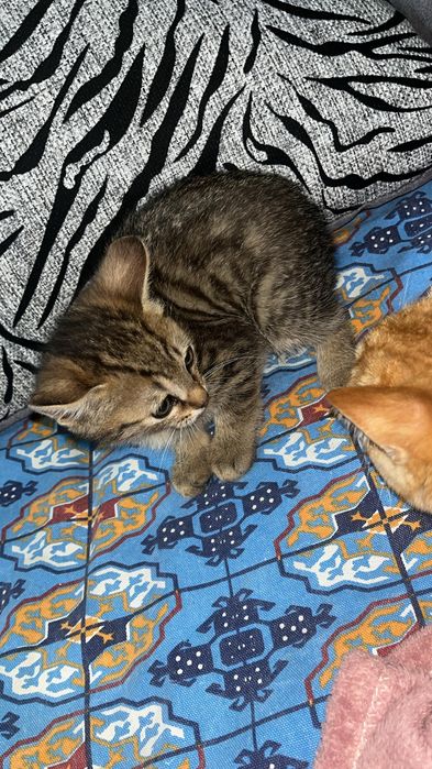 Отдам котика 2месяцев