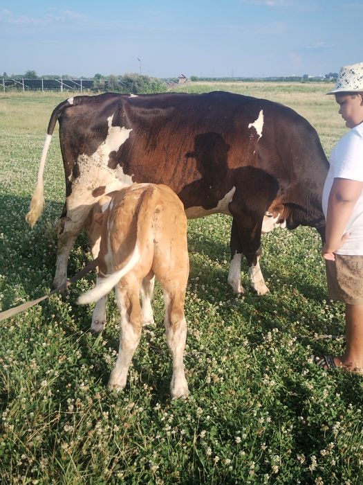 Vând vaca cu tauras lângă