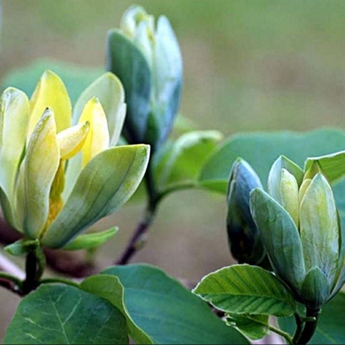 Poimi ornamentali  magnolia  genie
