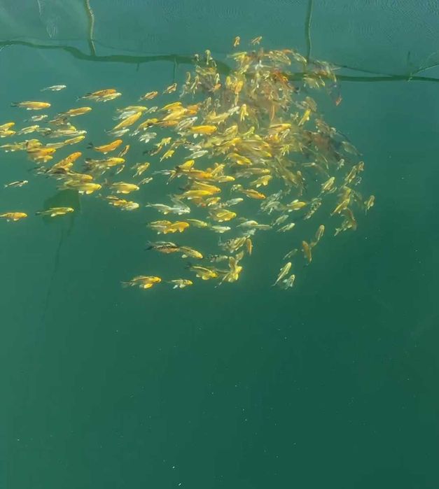 Декоративная японский карп коя в наличии малки и маточные