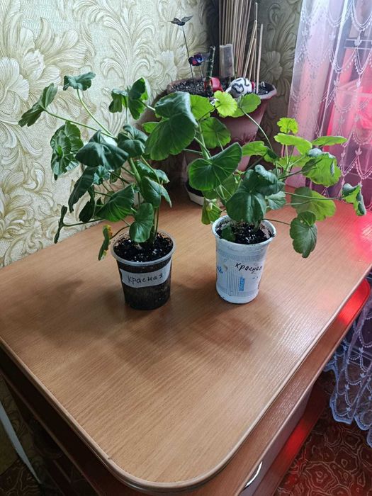 Продам герань красную