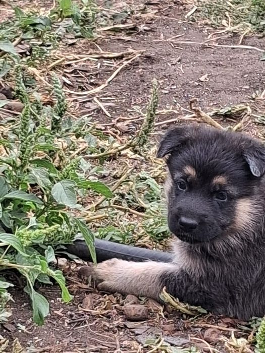 Продам щенков немецкой овчарки