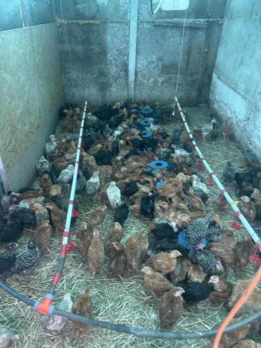 De vanzare pui mari la 5 saptamani rasa mixeter