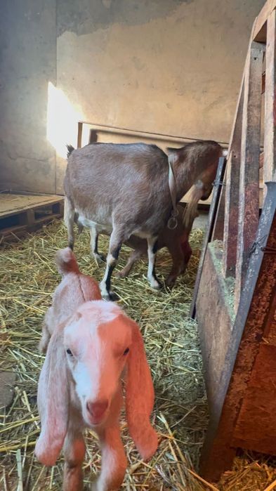 Альпо Камори Козочки