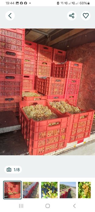 Struguri de vin de fffoarte bună calitate selectati
