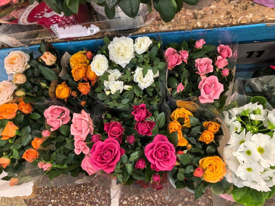 Роза каланхоэ бегония цикламен