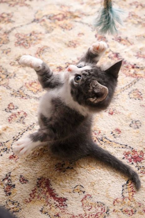 отдам котят в хорошие руки