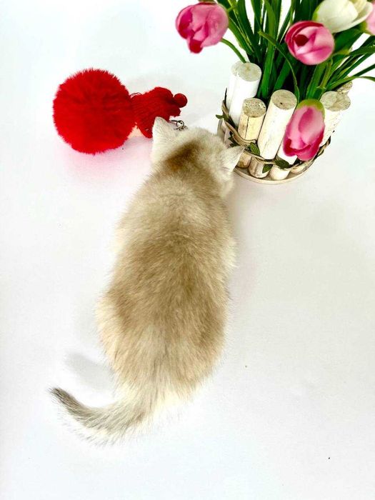 Шотландские котята вислоухие и прямоухие, золотой окрас, светлые