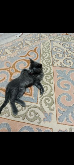 Отдам бесплатно котенок