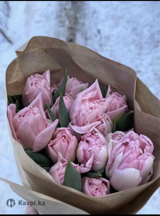 Тюльпаны оптом Алматы !