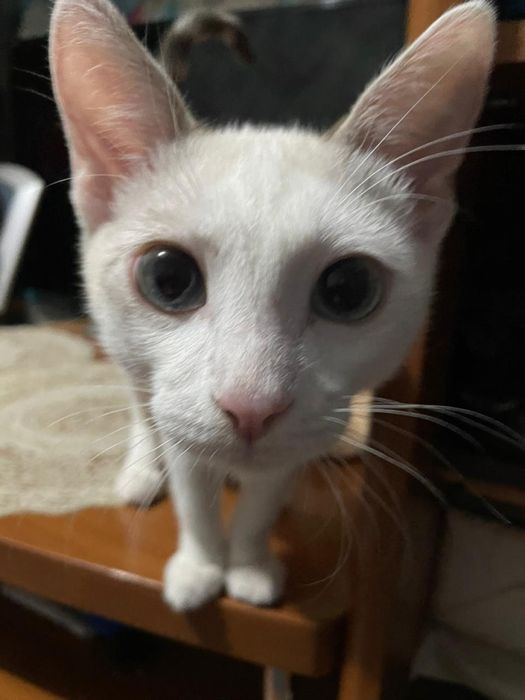 Отдам даром котенка мальчика