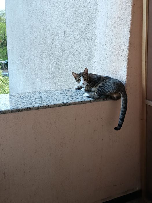 Търся любящ дом за моят малък приятел