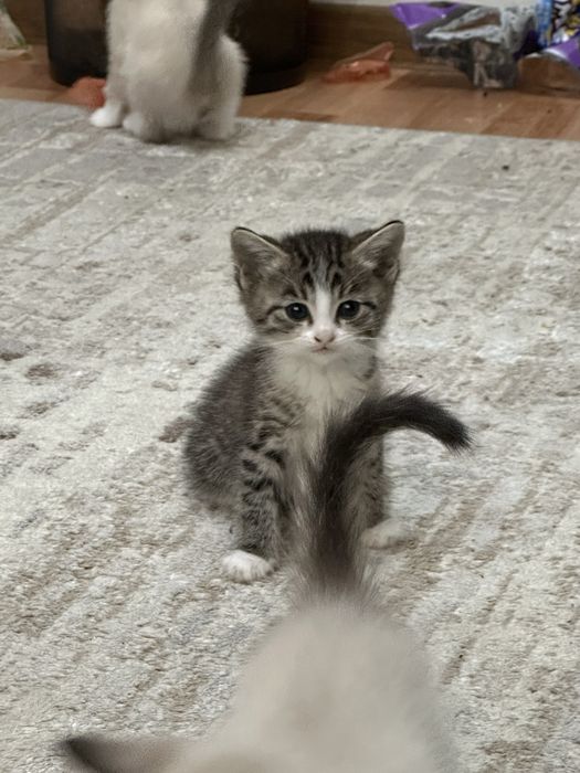 Отдам котят в хорошие руки