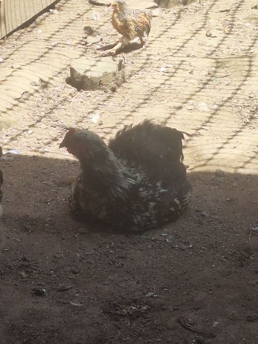 Продам курей и питуха