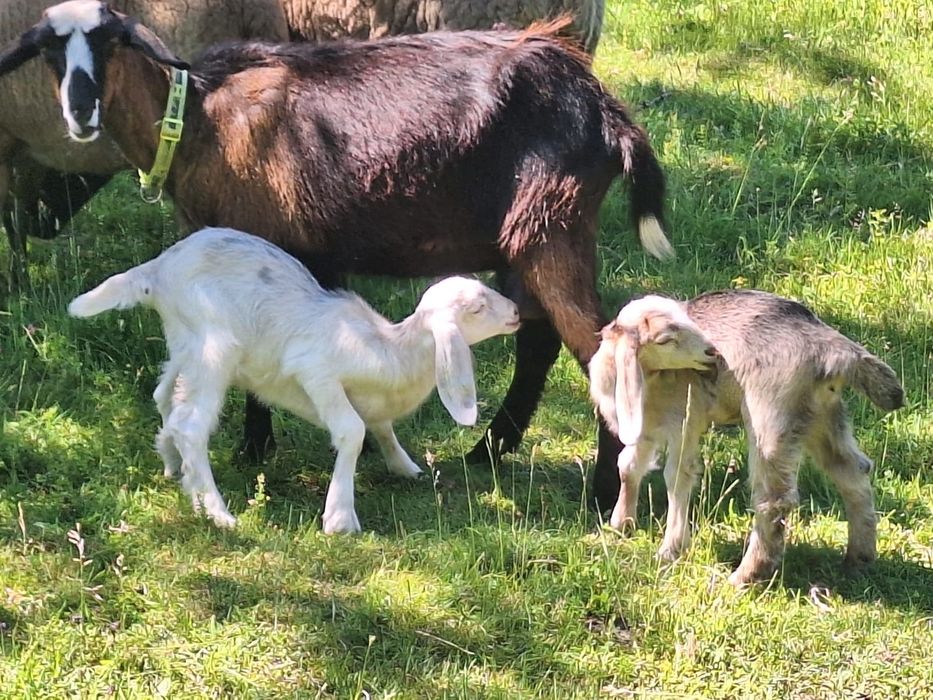 Capra Alba de Banat