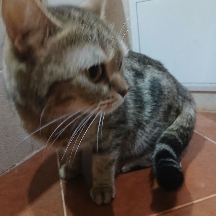 Отдам кошку британку ...