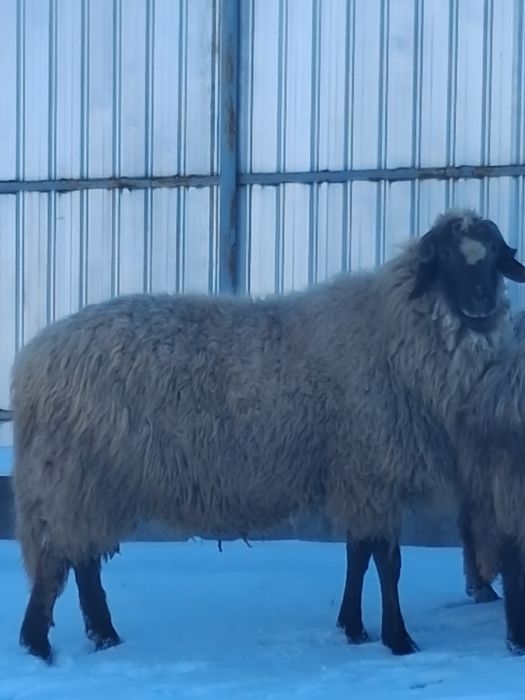 Vand berbec Carabas cu breaz