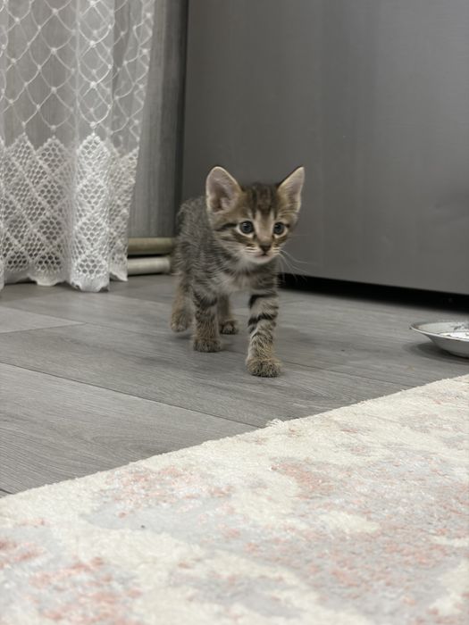 Отдам котят 2 мальчика 2 девочки