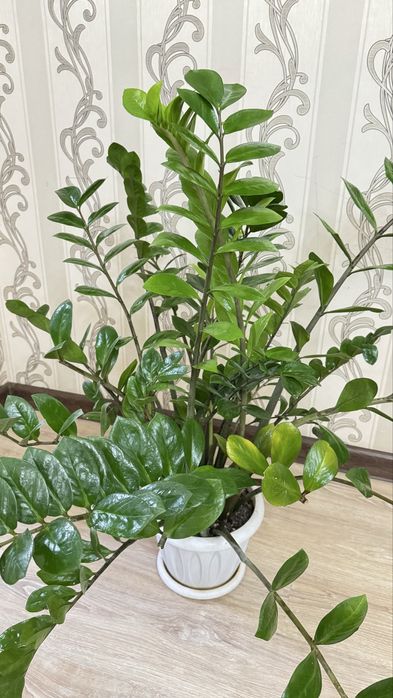 Гулдер сатылады