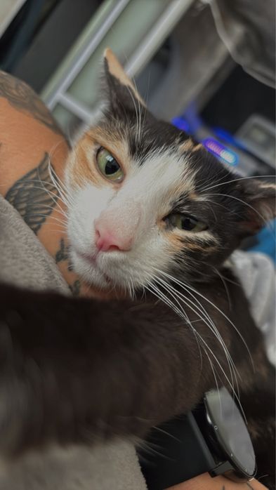 Казвам се Моли и си търся дом!