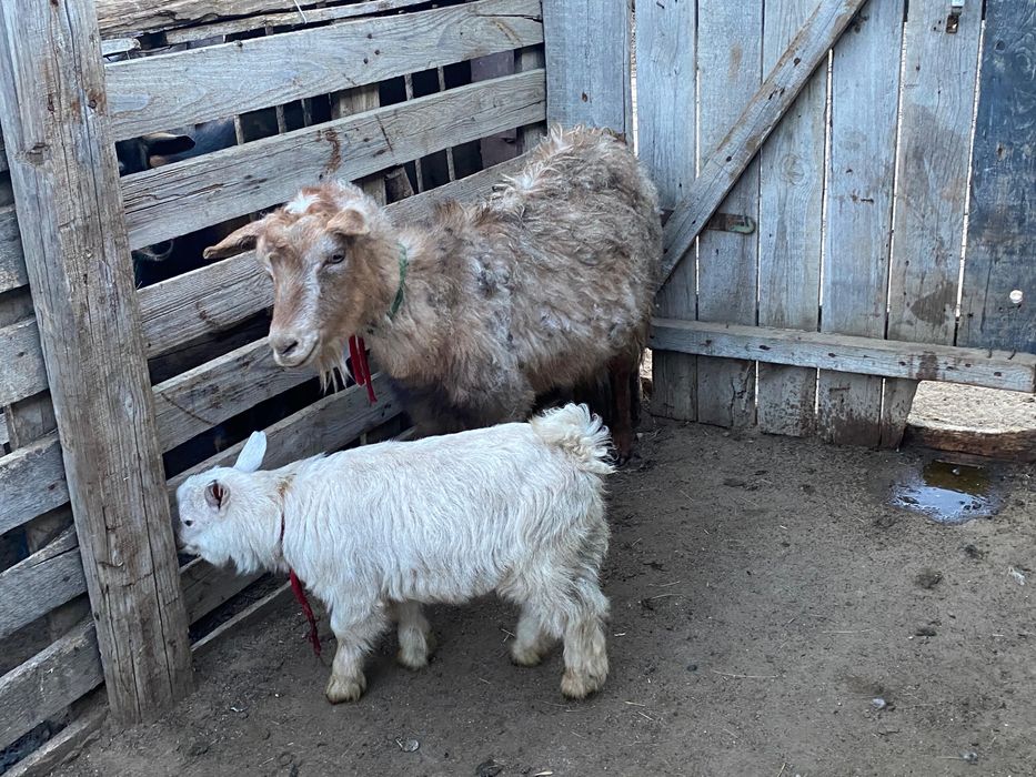 Ешкілер лағымен сатылады