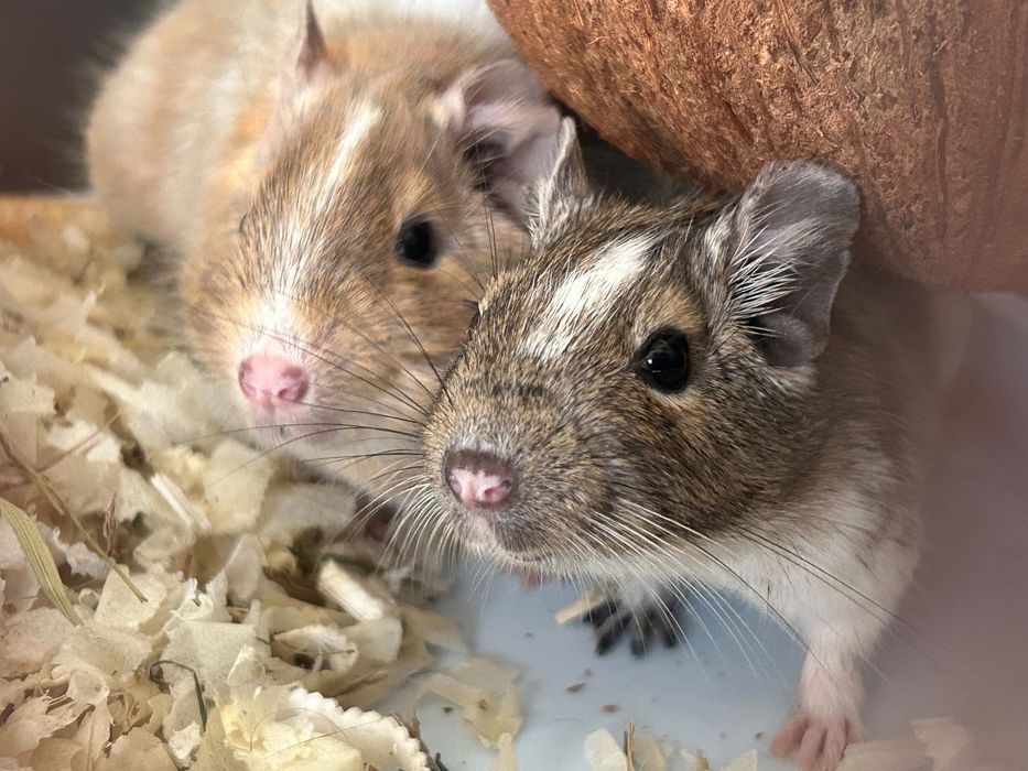 Veverite Degu 3 bucati