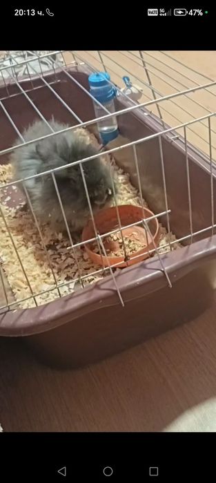 Продавам зайчета