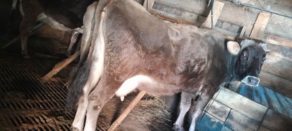 Vând vaca bruna de mm