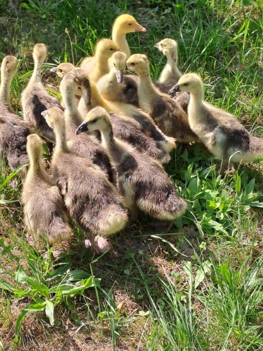 Продавам гъсета,Гъски и оплодени яйца от гъски