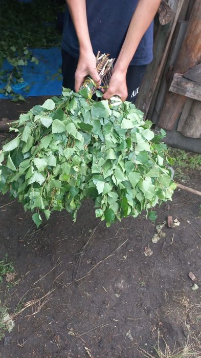 Продам банный веники берёза и солодка