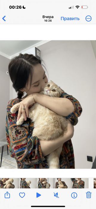 Кошка шотландская