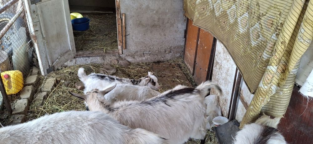 Баран, коза, кой ешкі