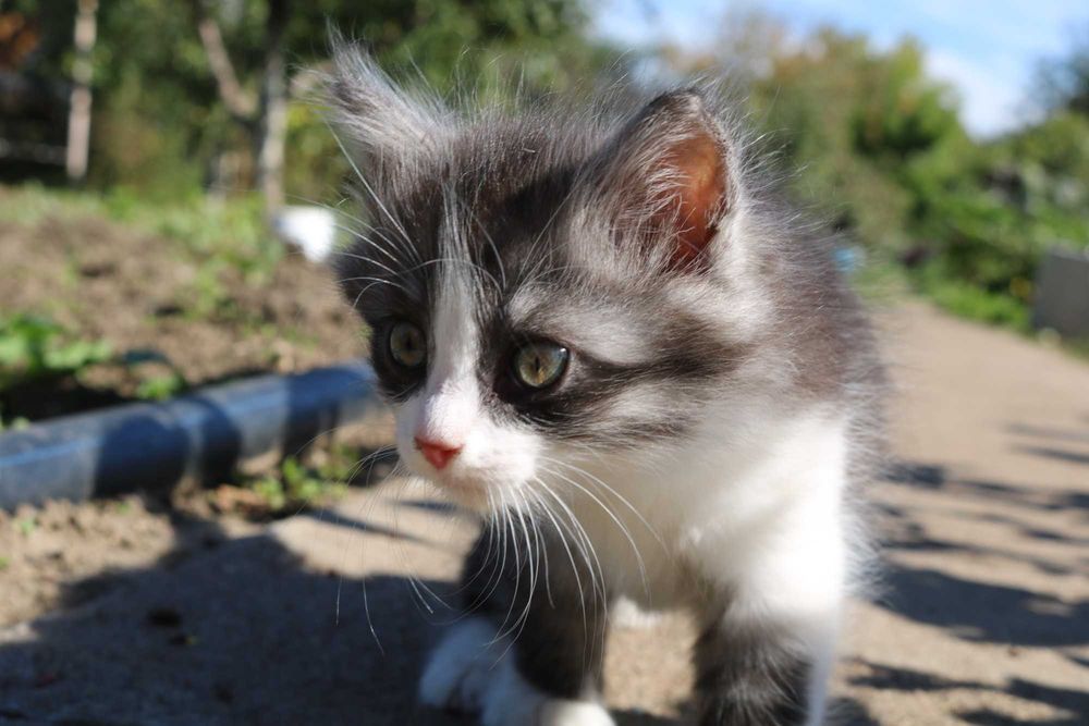 Котята бесплатно