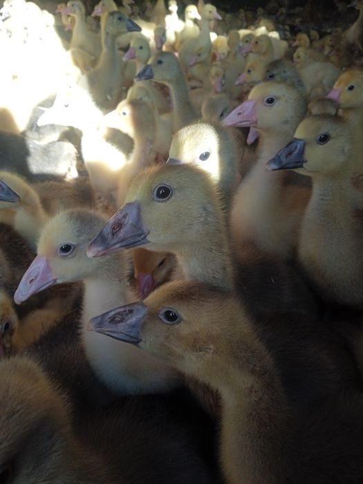 Продам гусят иутят