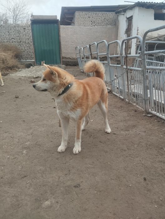 Акита-Ину(сучка)