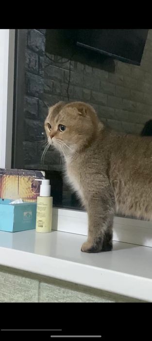 Mushuk shadlandiskiy