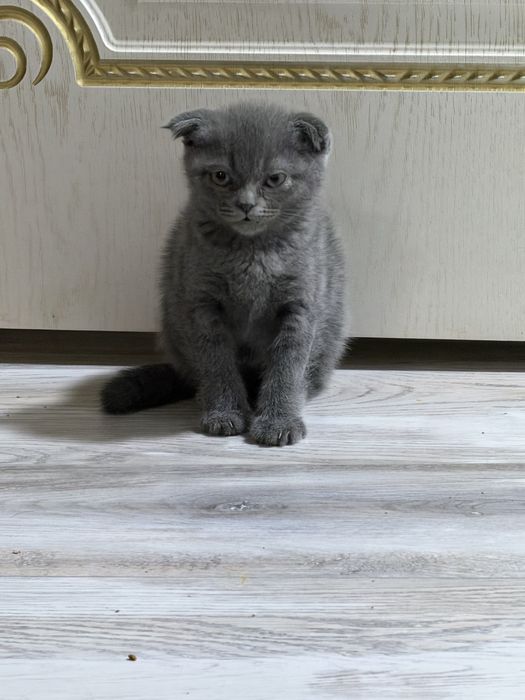 Британские вислоухие котята мальчики