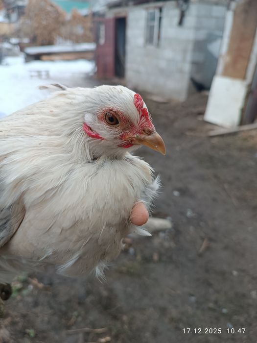 Два красивых карлика парочка