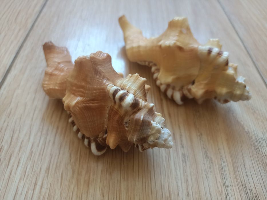 Ракушки от 1500 до 9000