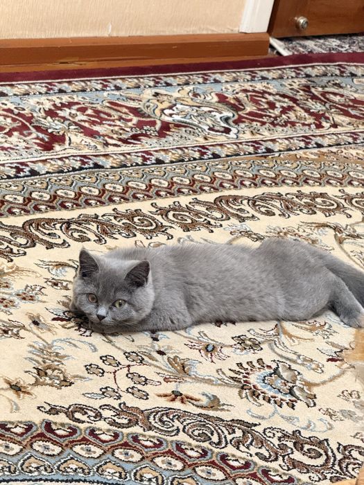British Shorthair ( Britanskiy )