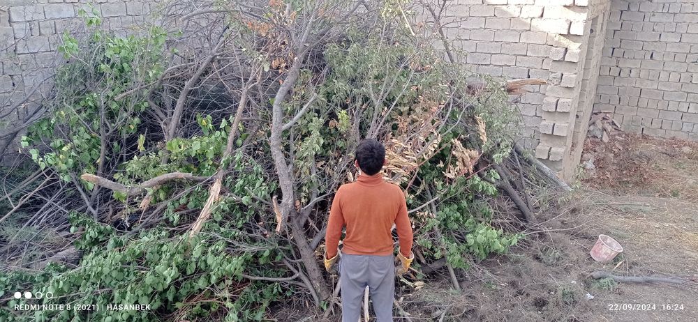 Daraxt utin sotiladi