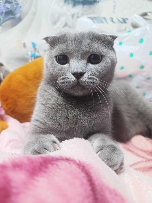 Шотландские котята