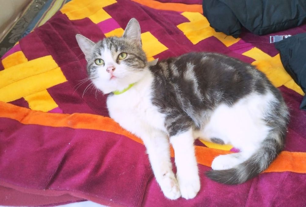 Потерялась кошка!!